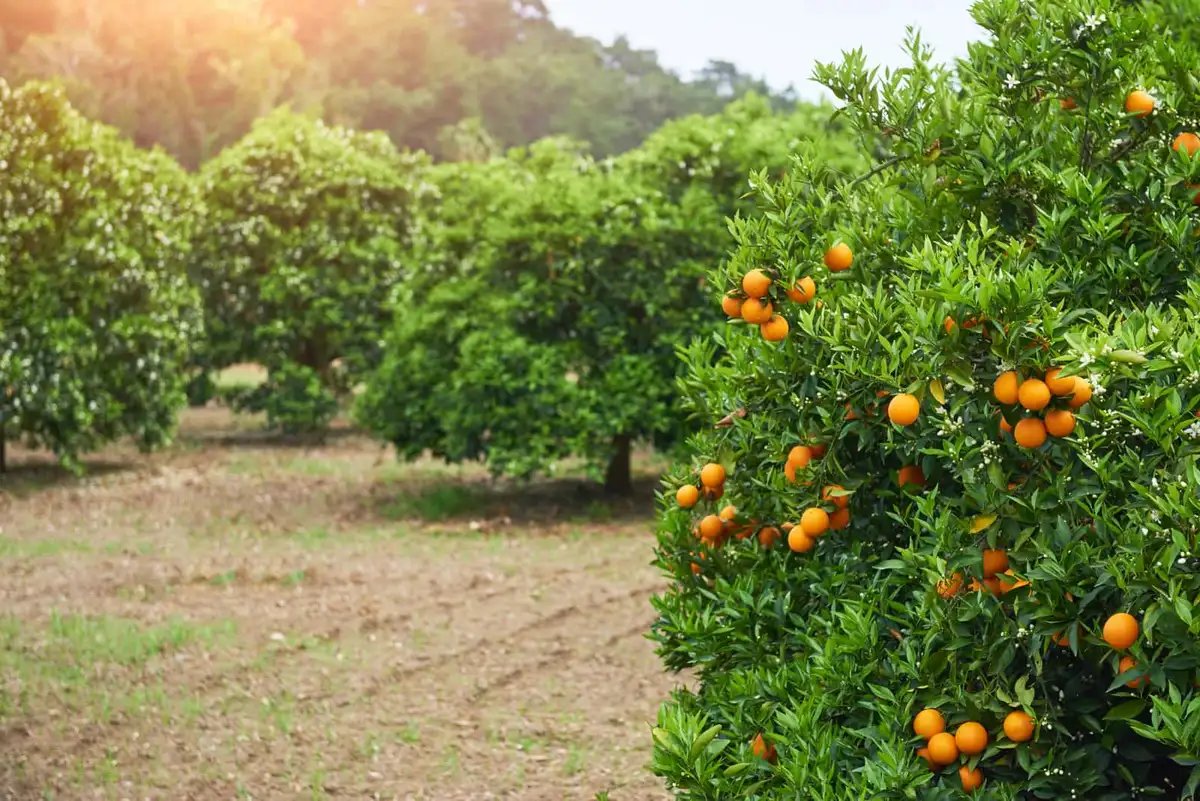 Organic Farming & Soil Health